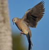 Spotted Dove